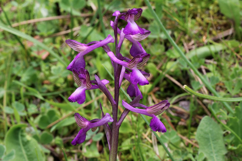 Anacamptis morio subsp. picta (Loisel.) Jacquet & Scappat.